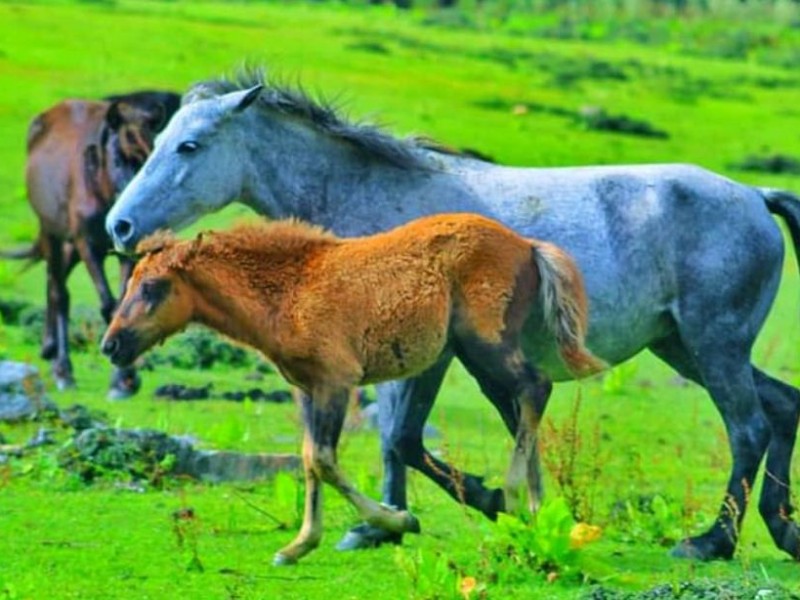 ‘हामीले कहिल्यै नदेखेको खेसमालिकाको सुन्दरता’